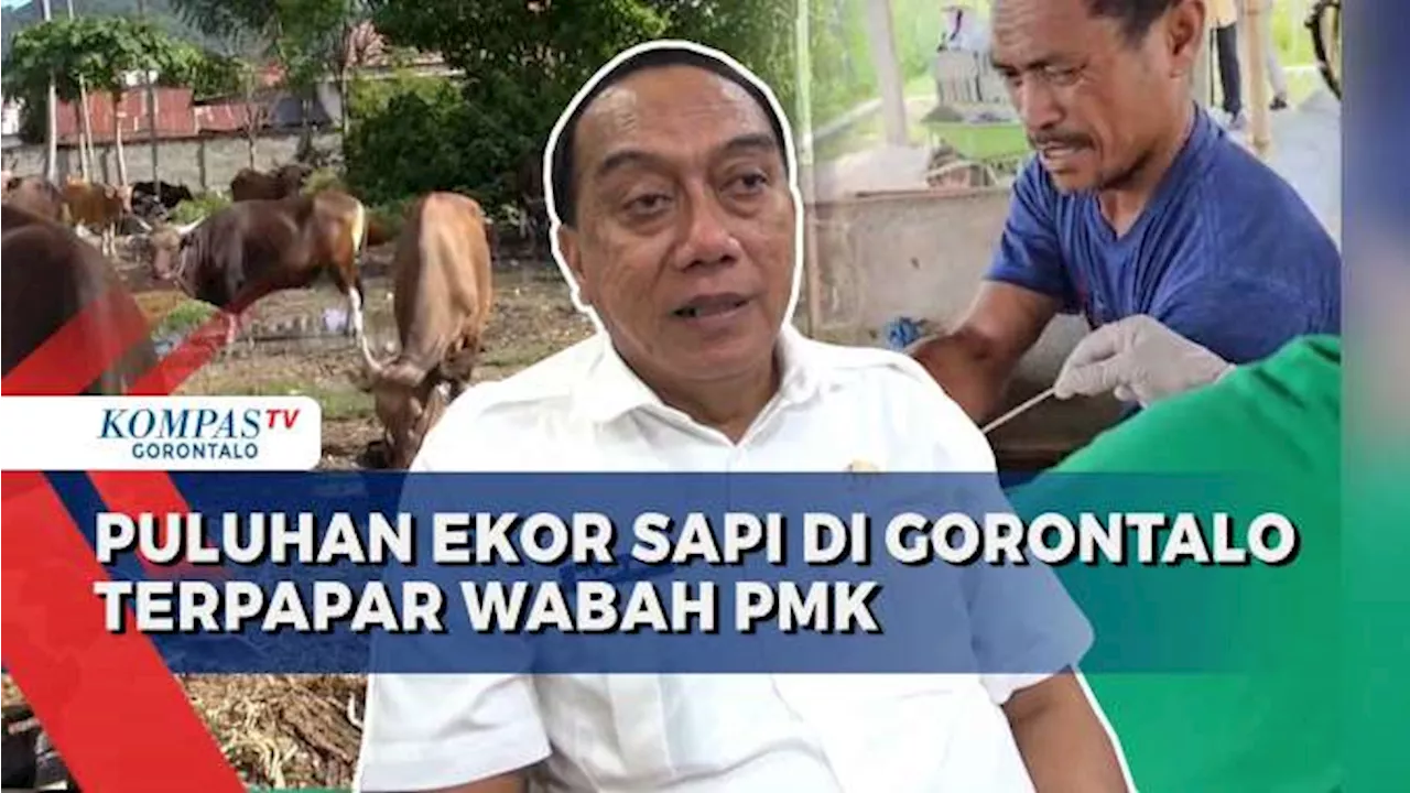 Puluhan Sapi di Gorontalo Terpapar Wabah PMK, Dinas Pertanian Pastikan Konsumsi Daging Tetap Aman