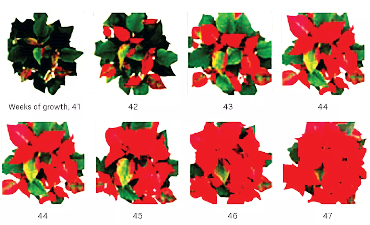 Poinsettias: Here’s how they became one of the most popular potted plants