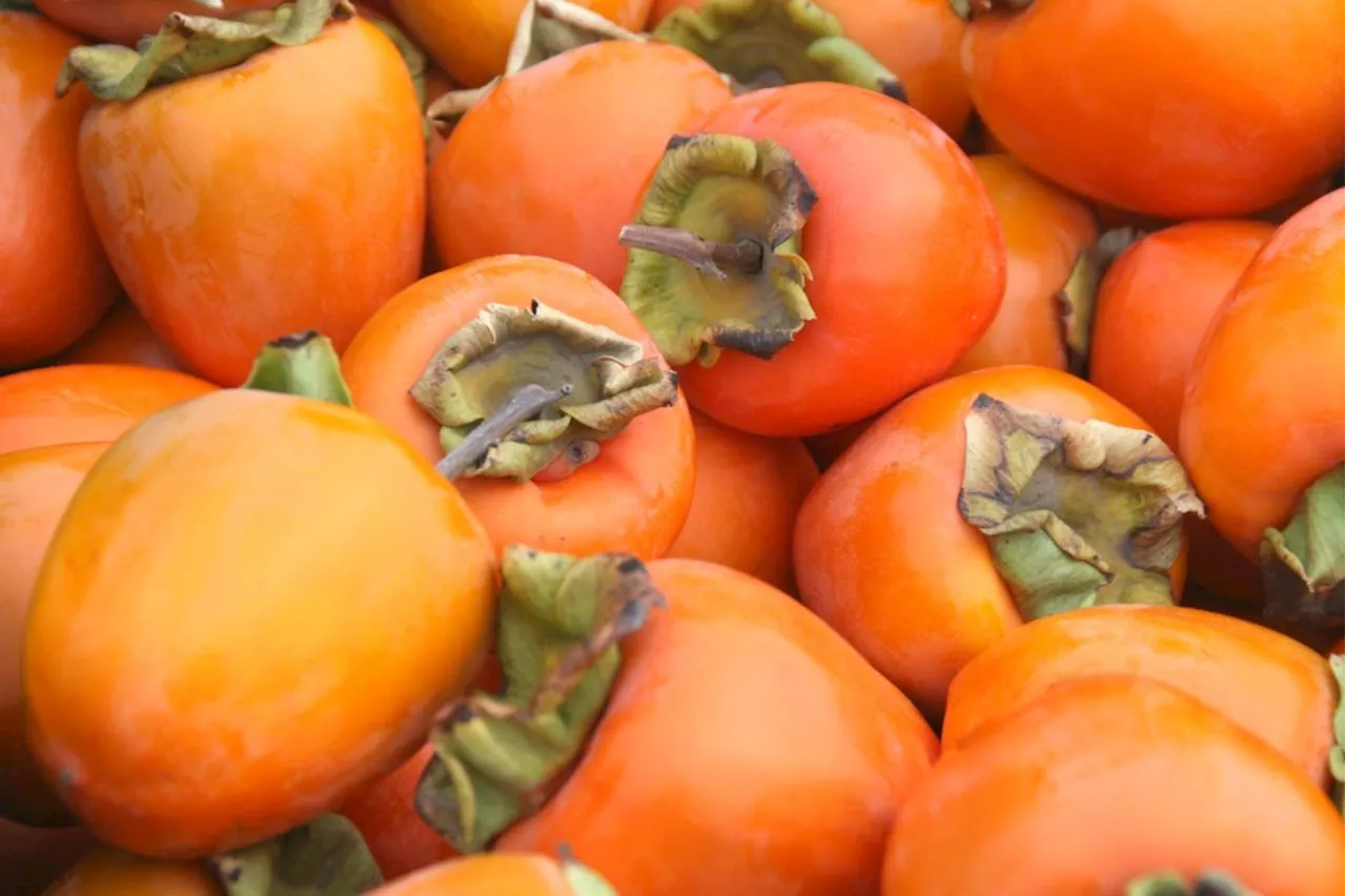 What you need to know about persimmon trees before you plant one