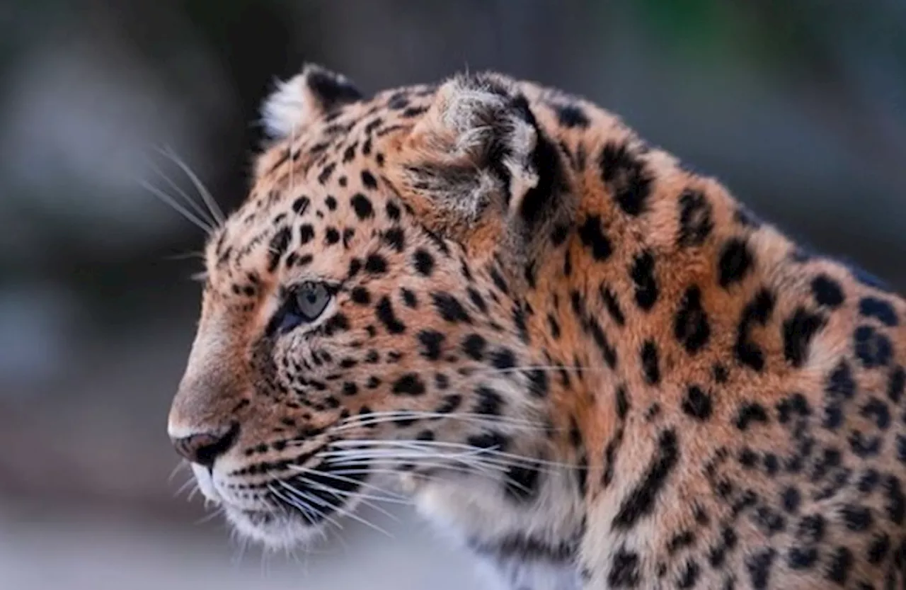 Zoya, one of world’s oldest Amur leopards at 21, dies at Riverside County zoo