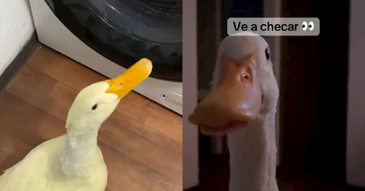 El tierno gesto de un pato preocupado frente al lavarropas: la increíble razón detrás | Viral