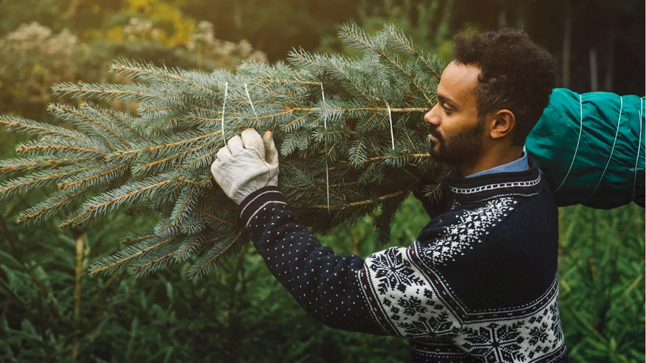 Acheter son sapin de Noël un mois à l’avance, c’est possible, mais en suivant quelques conseils