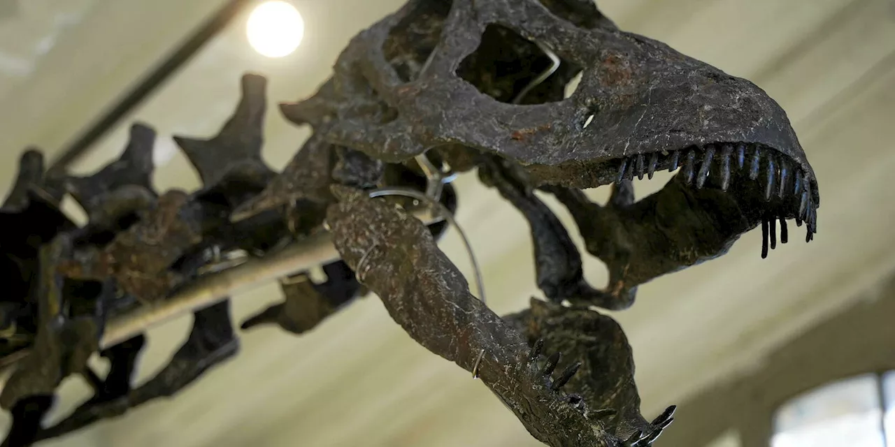 Des excréments fossilisés de dinosaures révèlent comme ces géants ont dominé le monde