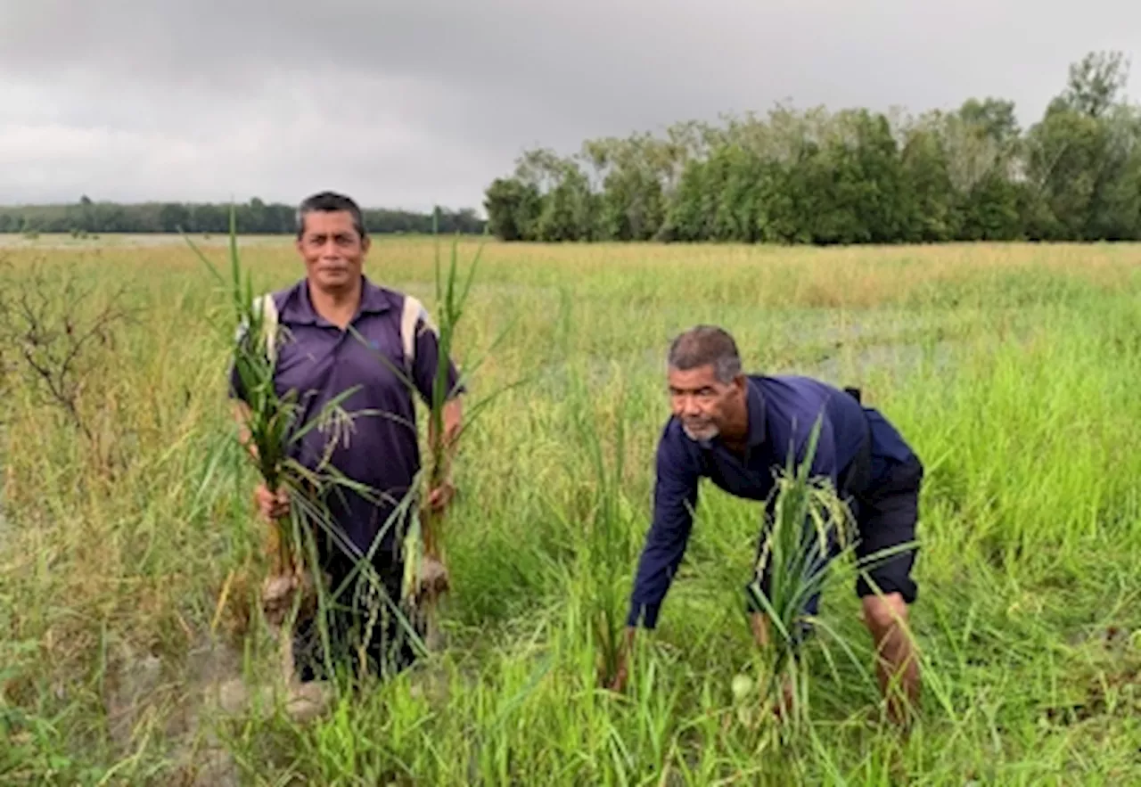 Kelantan Floods Devastate Over 26,000 Hectares of Rice Fields