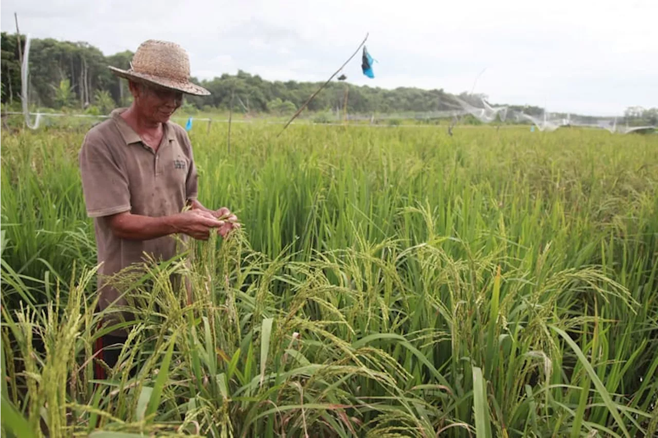 Kota Palangka Raya Dapat Program Cetak Sawah 10.686 Hektar