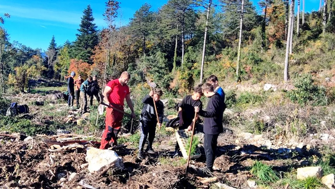 Les collégiens Lodévois plantent 600 arbres dans la forêt Notre Dame de Parlatges