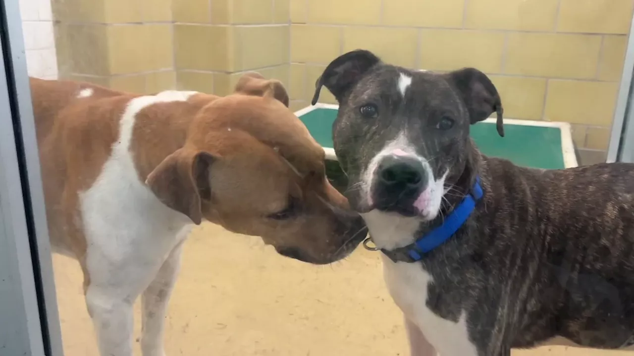 Dallas Animal Services offering free adoptions