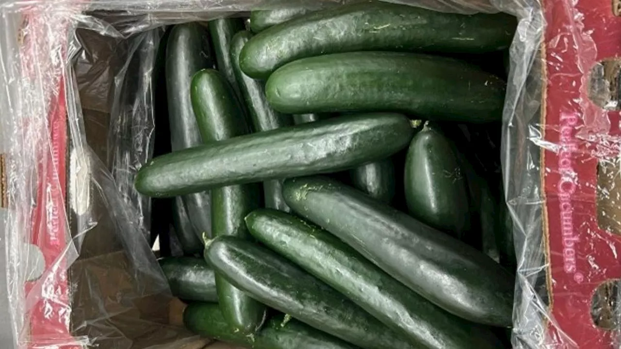 Whole Cucumbers Recalled Due to Potential Salmonella Contamination