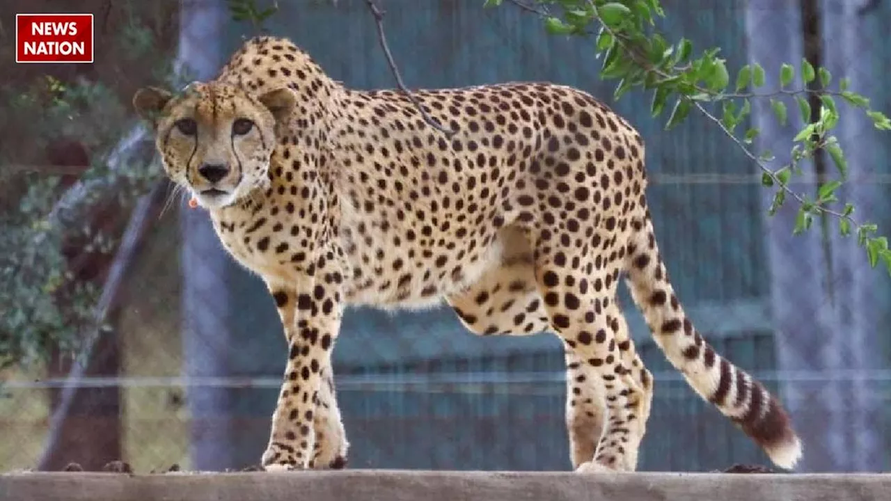 Cheetah Corridor: अब कूनो के चीते राजस्थान और उत्तर प्रदेश में भरेंगे चौकड़ी, टूरिस्ट ऐसे उठा सकते हैं लुत्फ