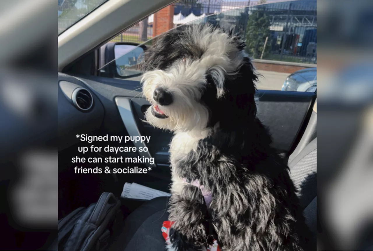 Dog Goes to Daycare To Make Friends, Then Owner Looks at Camera