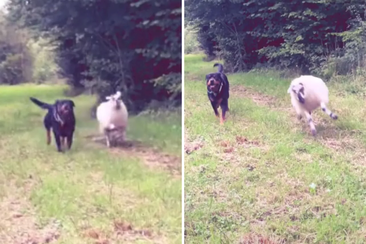 Woman Raises Lamb and Rottweiler Together—Turns Out 'Weirder' Than Expected