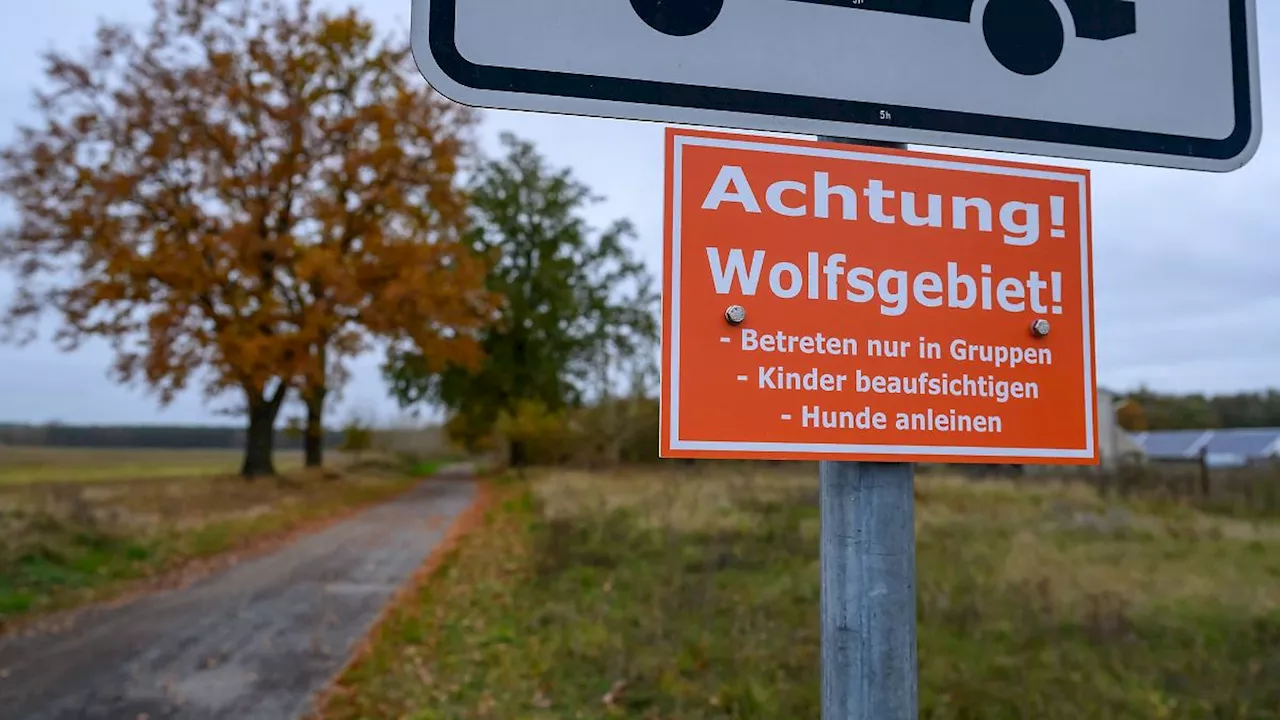 Berlin & Brandenburg: SPD und BSW einig: Nicht nur einzelne Wölfe schießen