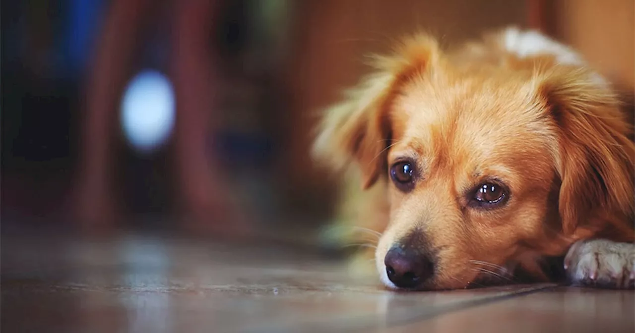 Envenenamiento de Perros en Tierra Blanca Causa Indignación