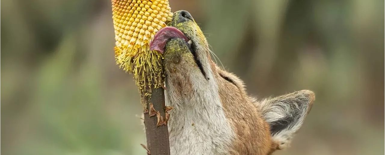 Scientists Discover Wolves Mimicking Bees in an Incredible New First