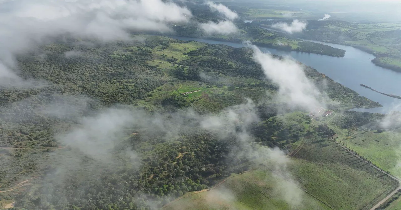 Projeto EDP Renováveis na Vidigueira custará abate de centenas de azinheiras e sobreiros