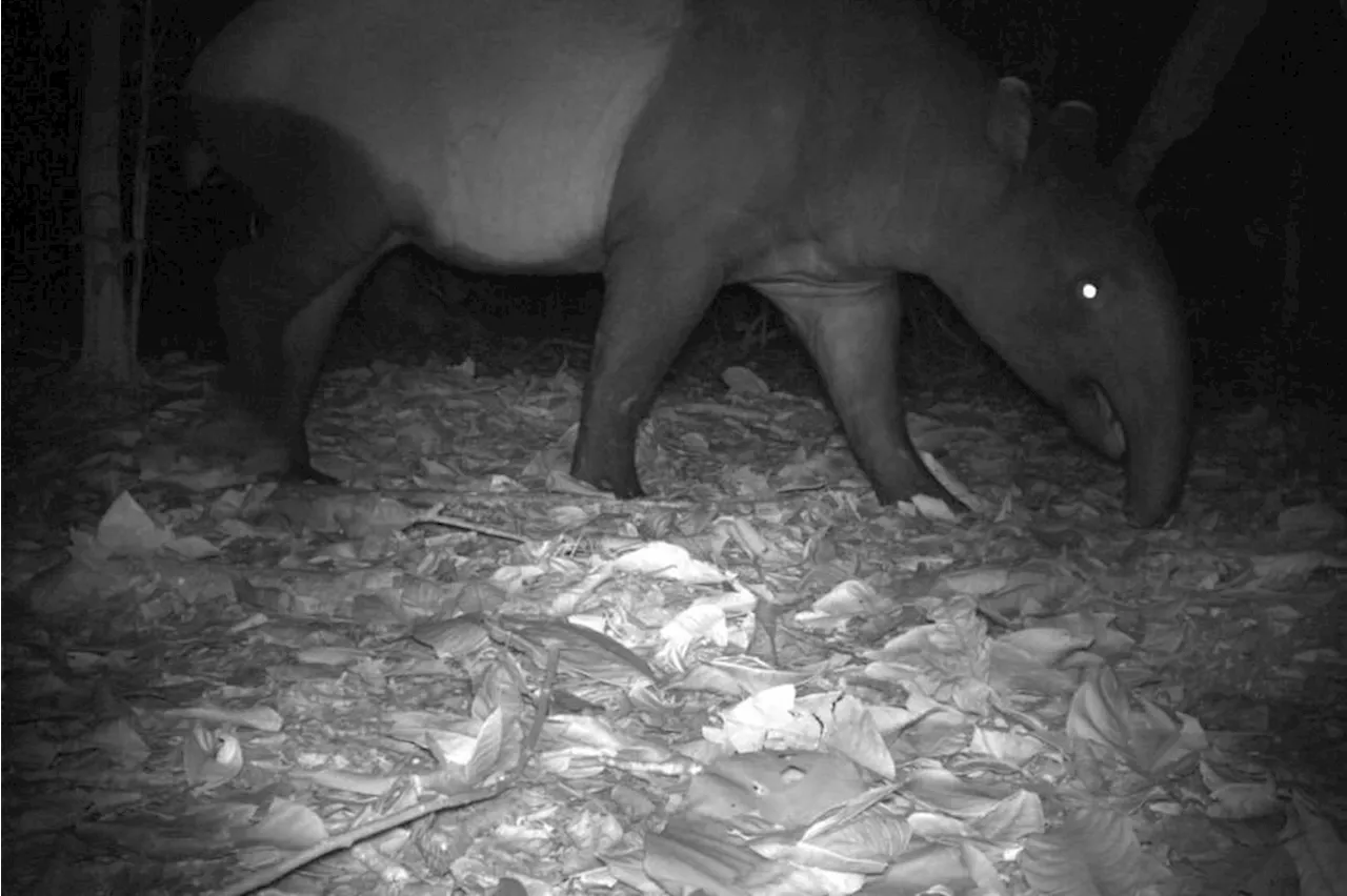 Endangered tapir caught on wildlife camera multiple times on Singapore's Pulau Ubin, first sightings in 2024