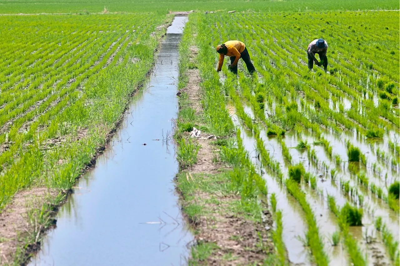 Malaysian Government Caps Disaster Aid for Padi Farmers at 1.2ha