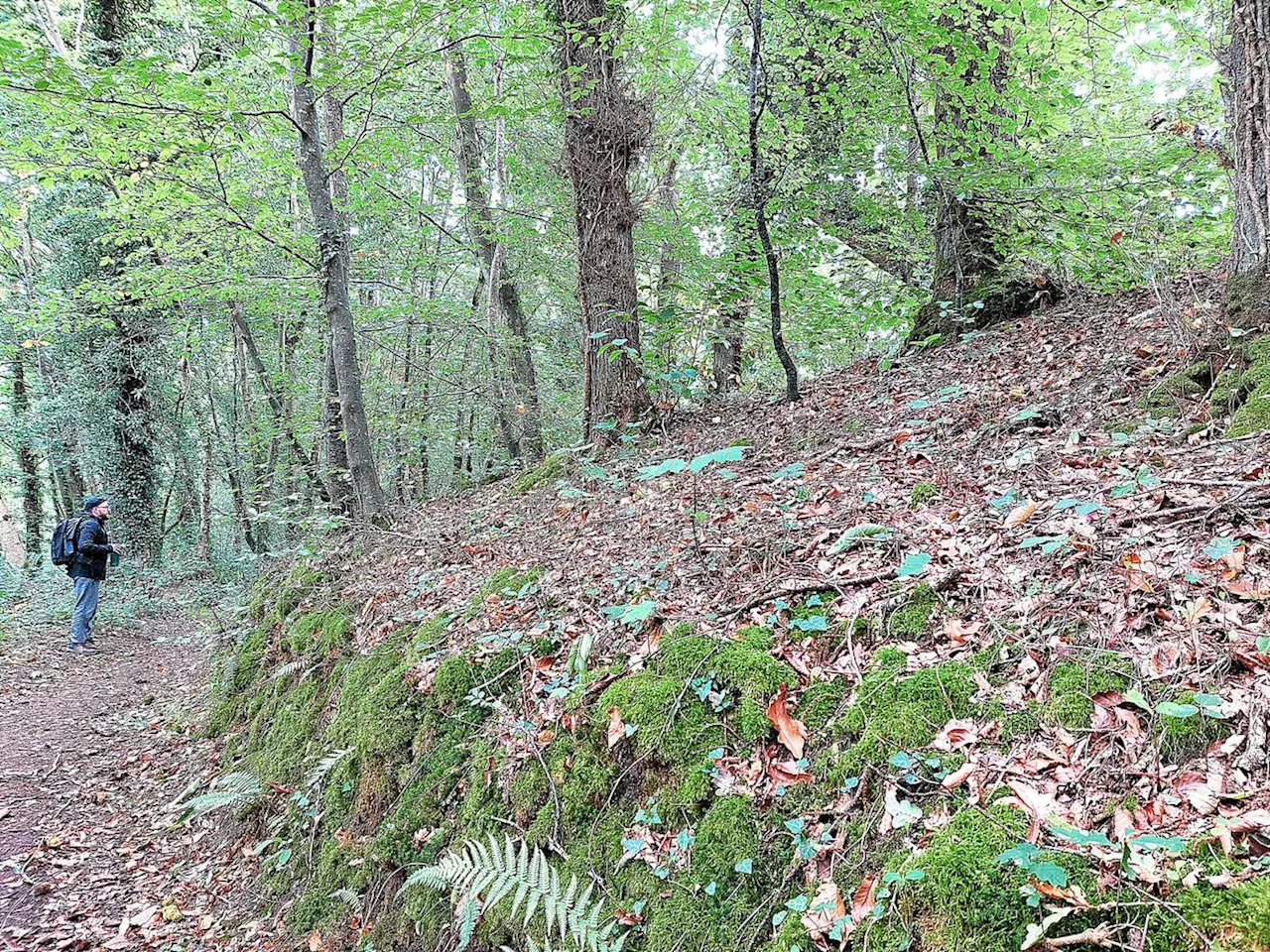 Environnement : le financement participatif au secours des forêts sauvages bretonnes