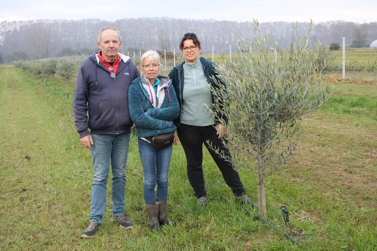 Verra-t-on bientôt de l'huile d'olive 100% Lot-et-Garonnaise sur les marchés locaux?