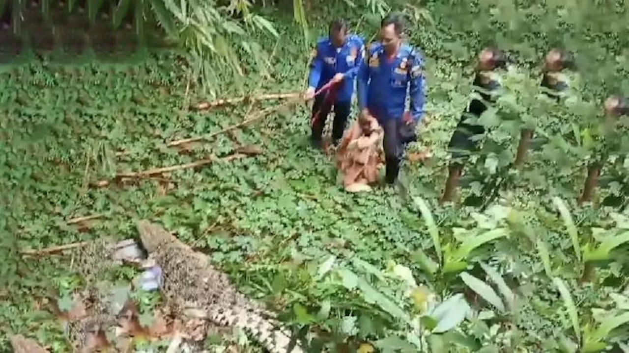 Diduga Satwa Piaraan, Buaya Muara Yang Ditemukan di Pinggir Sungai Kota Yogyakarta Dievakuasi