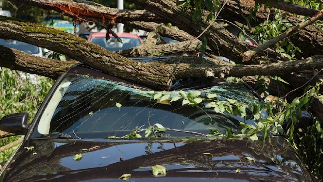 Dua Mobil Ringsek Tertimpa Pohon Tumbang di Malang, Dua Orang Tewas