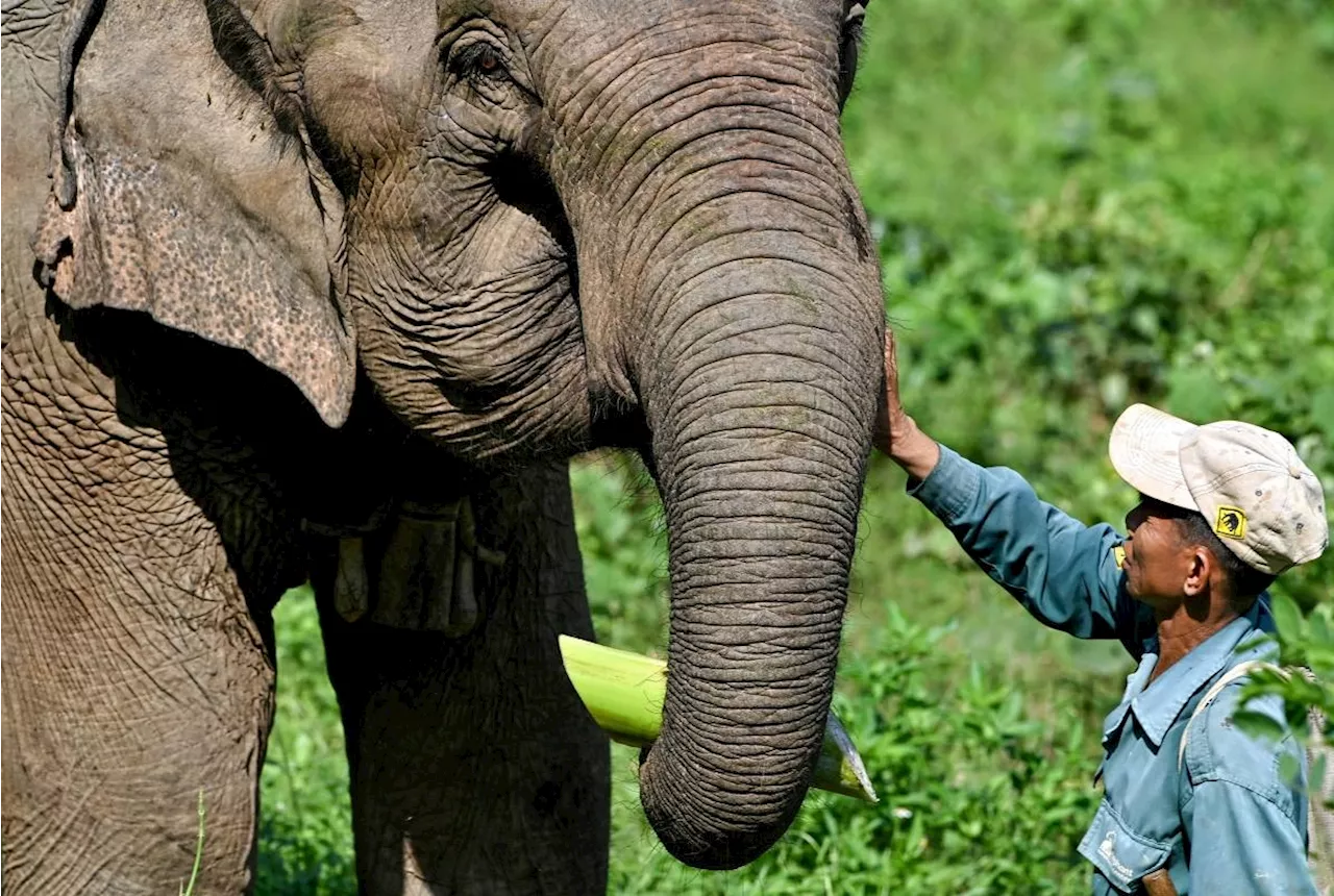 Laos Conservationists Use DNA to Track and Protect Endangered Elephants