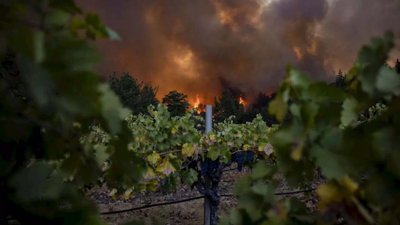 Global Wine Production Drops to Lowest Level Since 1961 Due to Climate Change