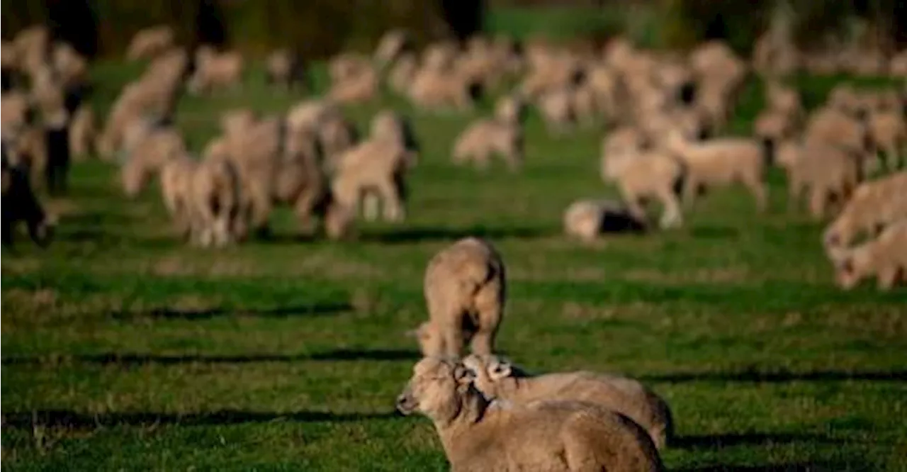 New Zealand Golf Club Ditches Sheep After Half Century