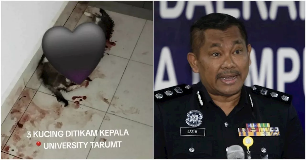 Police to Investigate Brutal Murder of 3 Cats at Student Quarters of Private University in Setapak