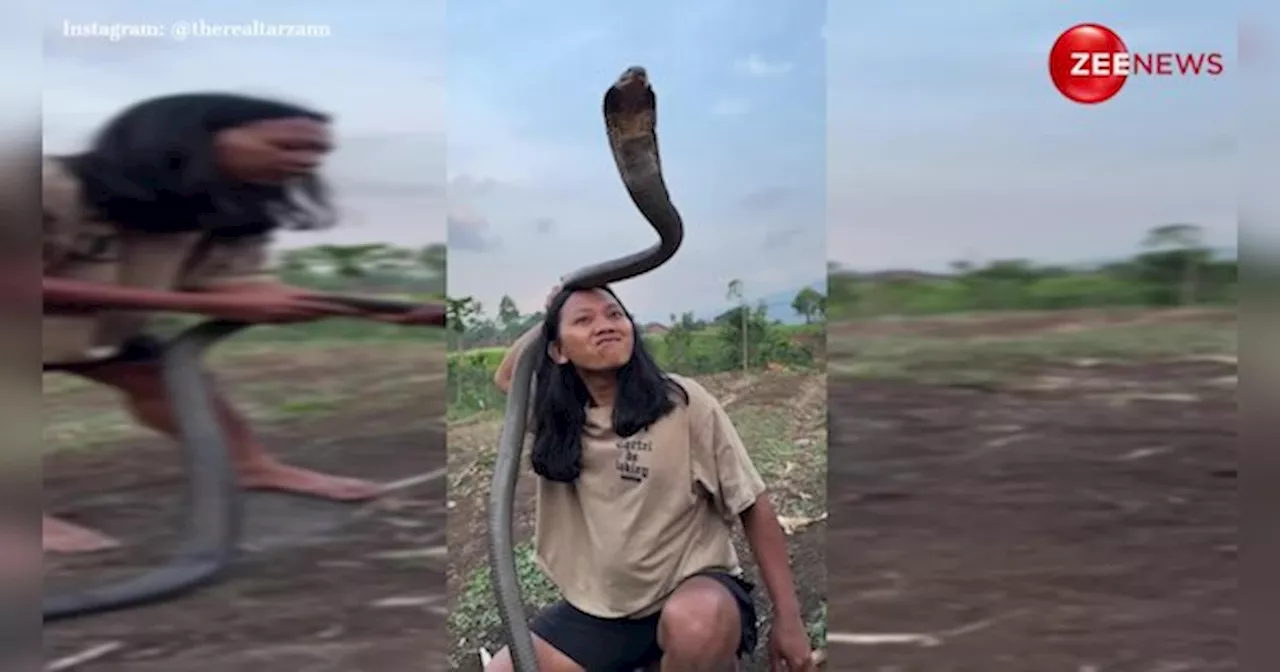 भाई सांप है या खिलौना ? King Cobra के साथ अजीबोगरीब हरकतें करता दिखा शख्स, देख उड़ गई लोगों की नींद