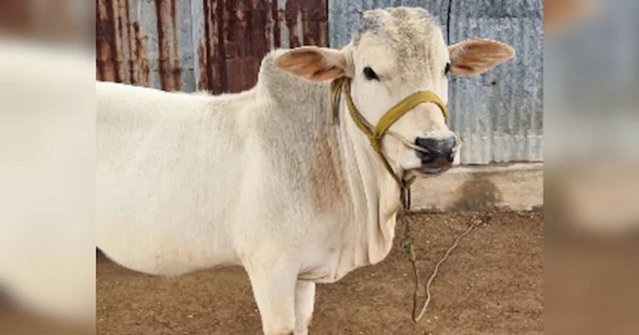 Punganur Cow: कंगाल किसान को मालामाल कर देगी 2 फीट की पुंगनूर गाय, इतना देगी दूध कि बढ़ा देगी आय