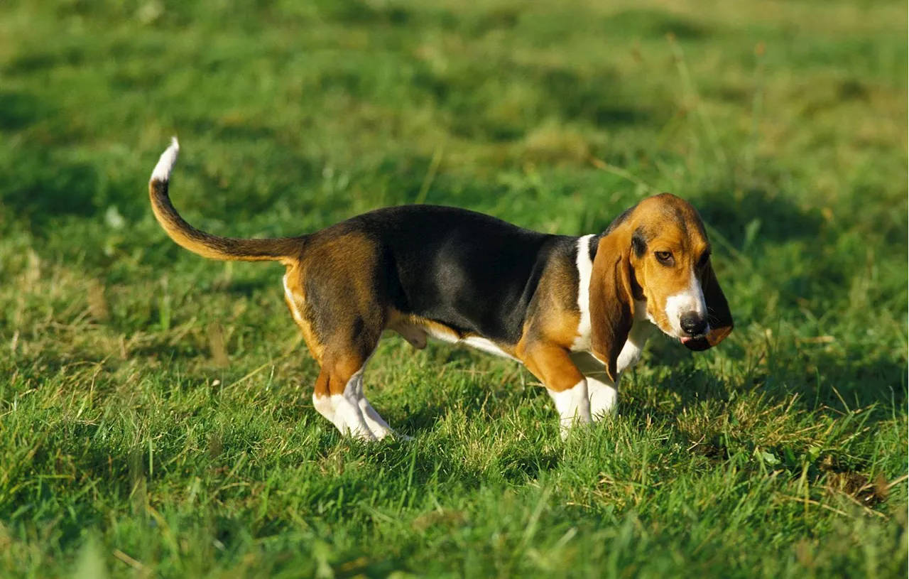 Deux-Sèvres : Un chasseur retrouve ses cinq chiens volés, sains et saufs