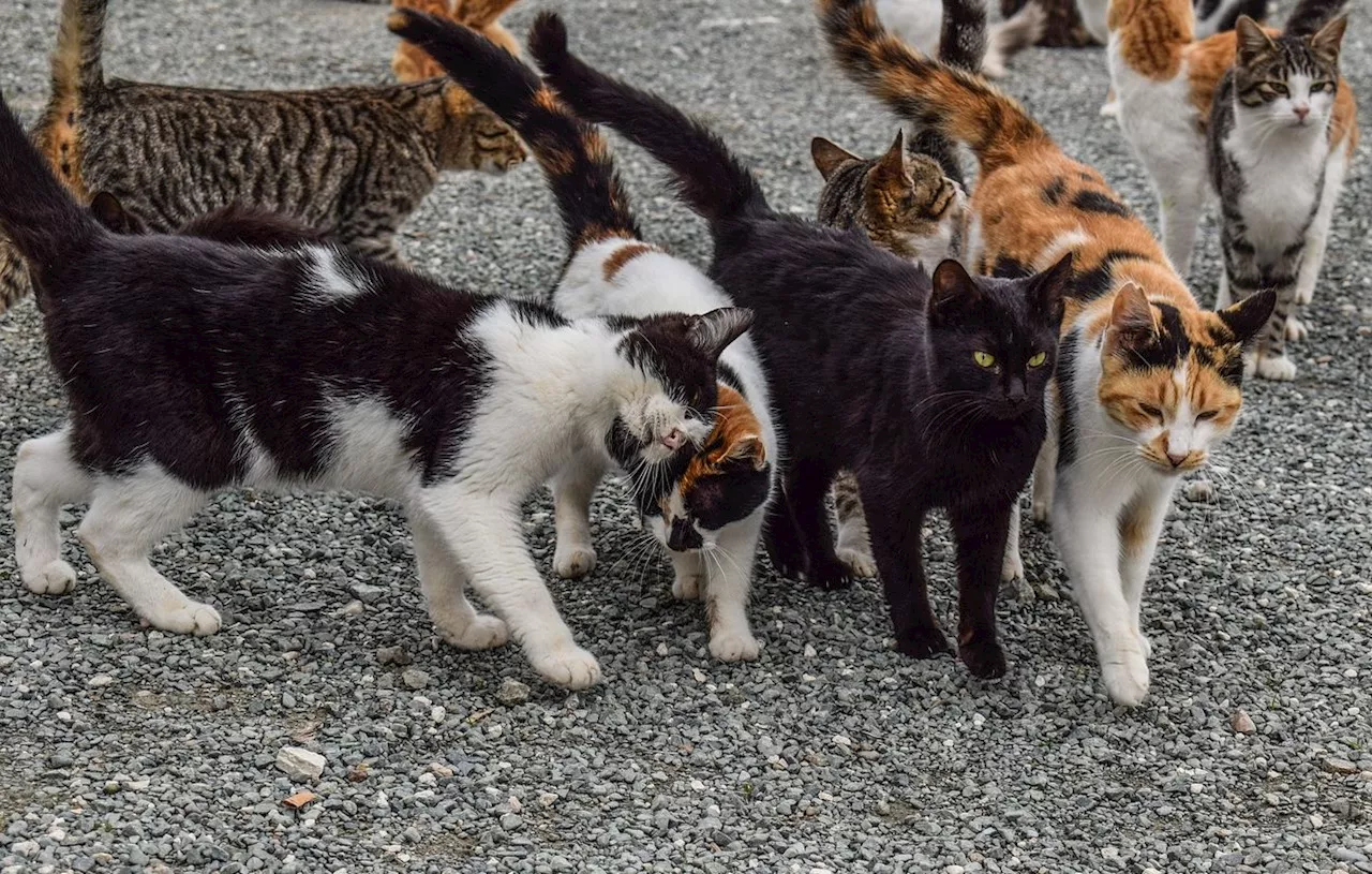 Dordogne : Les propriétaires d’animaux errants seront verbalisés dans cette commune