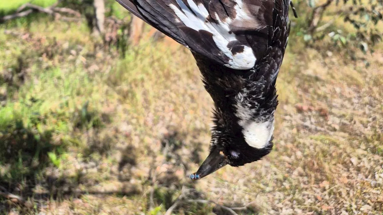 Tragic image of entangled magpie prompts calls for fishers to take care with discarded waste