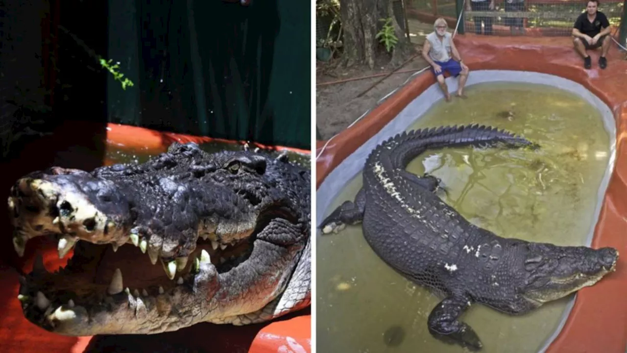 World’s largest captive crocodile, Cassius, remembered as a ‘sweetheart’ after death aged 121