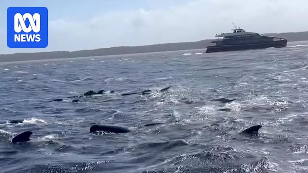 Pilot whale stranding at Tasmania's Macquarie Harbour sees four whales dead, 25 rescued as cruise boat called to help