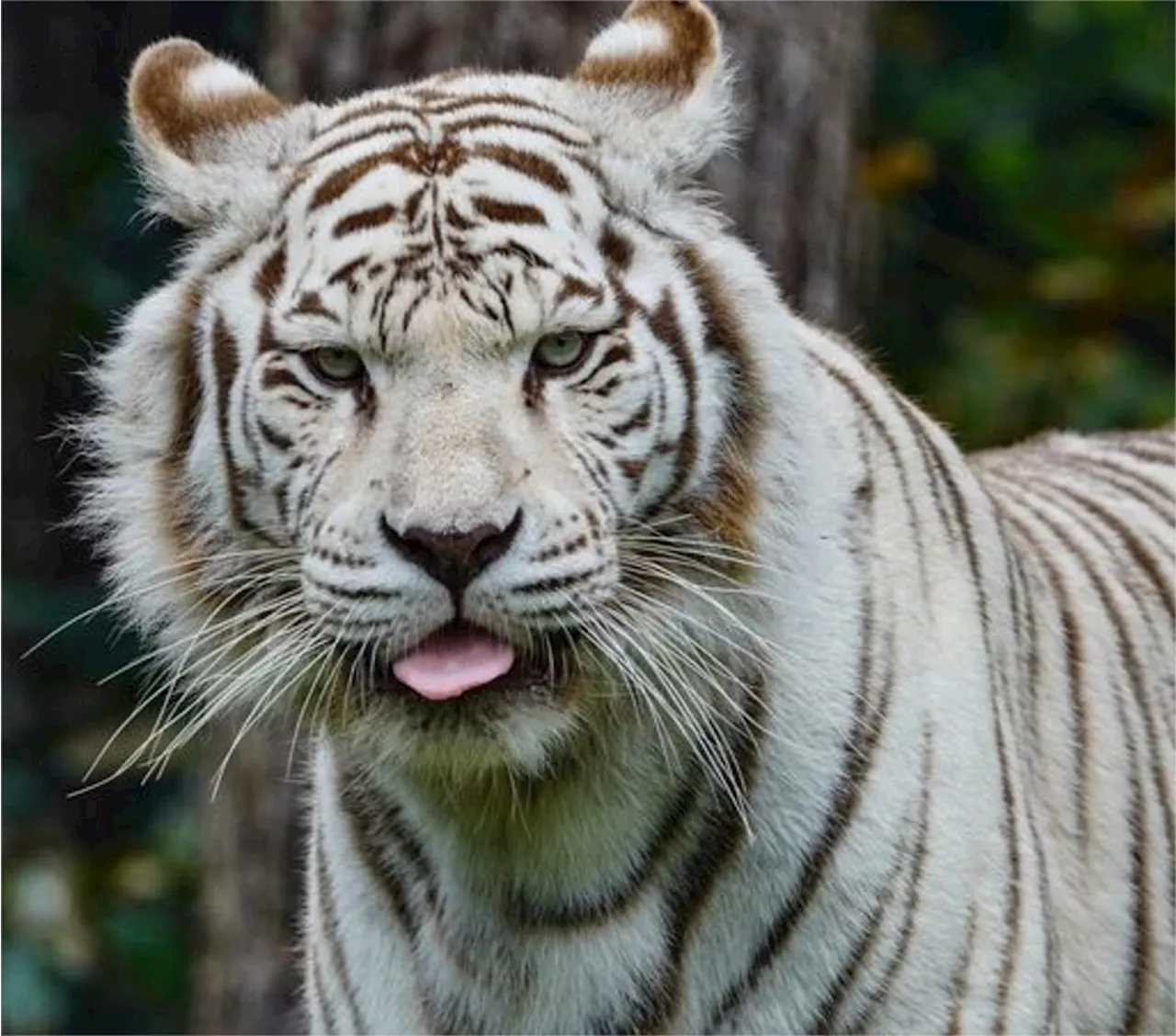 Rewa, femelle tigre blanc du Zoo de La Flèche, est décédée