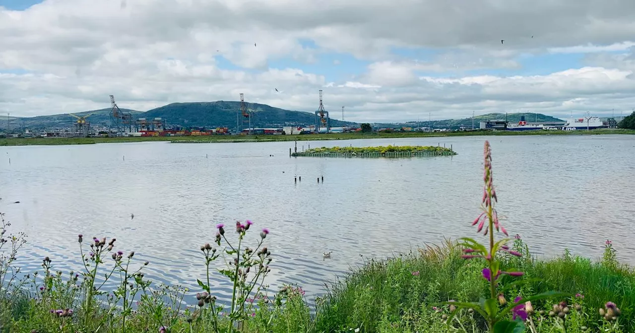 Belfast Lough could become “the new Lough Neagh” in next 10 years, MLAs told