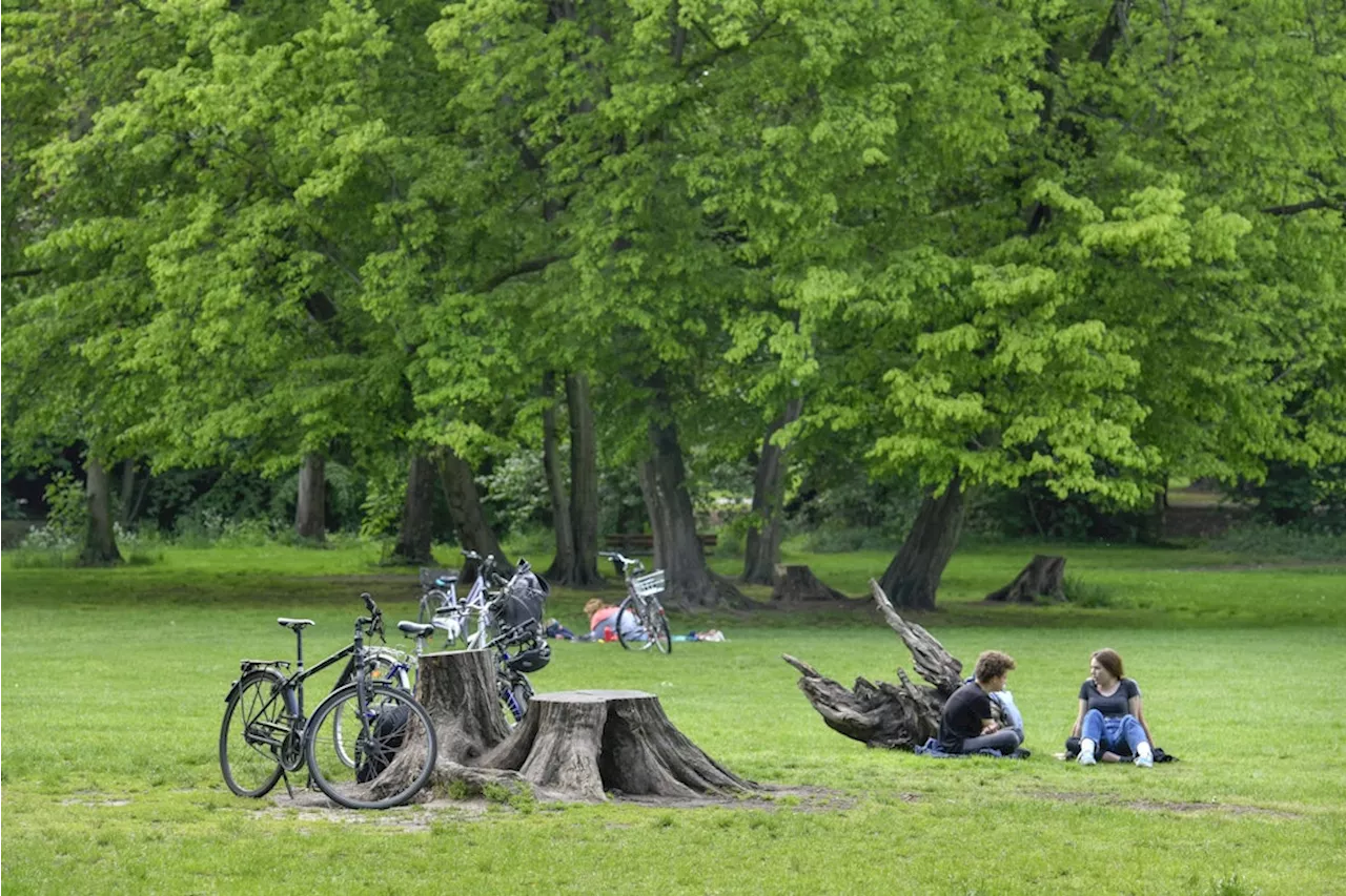 Pankow: Historische Eiche im Schlosspark Schönhausen stellt „erhebliche Gefahr“ dar