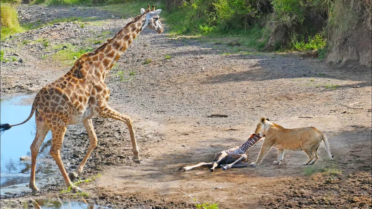 Watch: Mother giraffe’s desperate fight to protect newborn