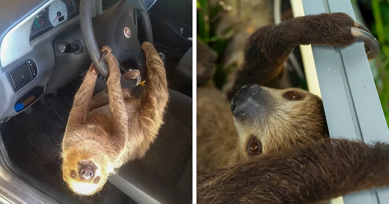 Man In Brazil Documented Hilariously Adorable Encounter With A Wild Sloth