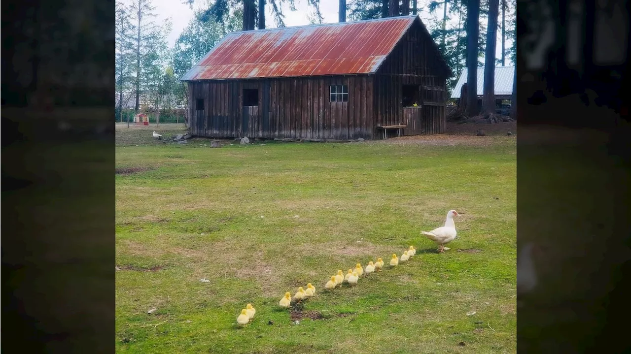 ‘Tears will not stop’: Campbell River petting farm euthanizes dozens of birds due to avian flu