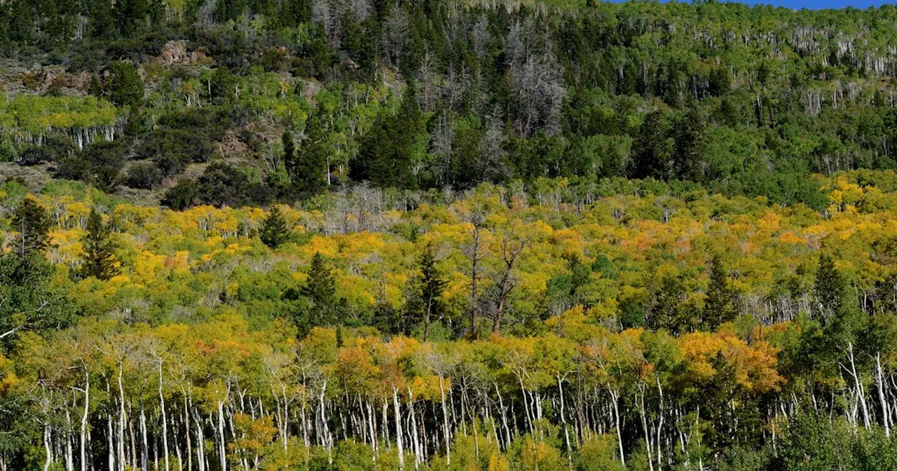 “Pando” : le plus grand organisme vivant du monde serait aussi le plus vieux