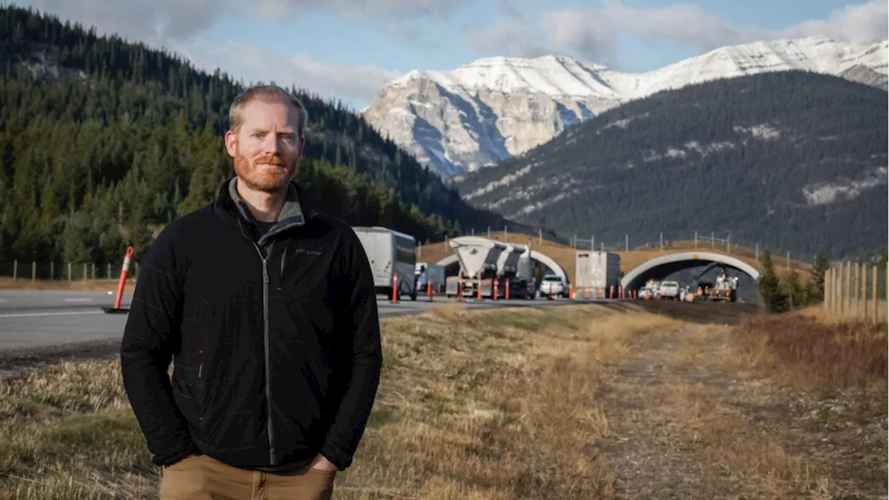 'Red patches on the road': Alberta wildlife corridors reduce animal-car collisions