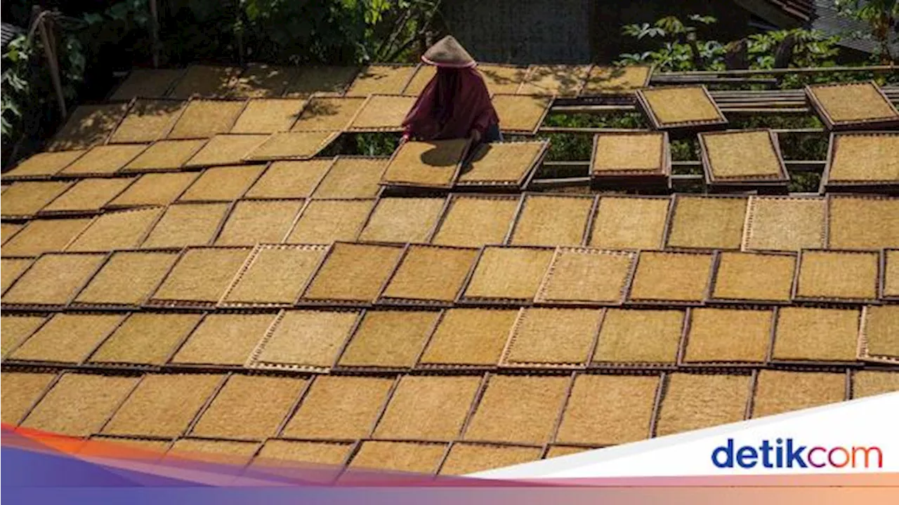 Miris! Aturan Penyeragaman Kemasan Rokok Tanpa Merek Bisa Bikin Rugi Petani