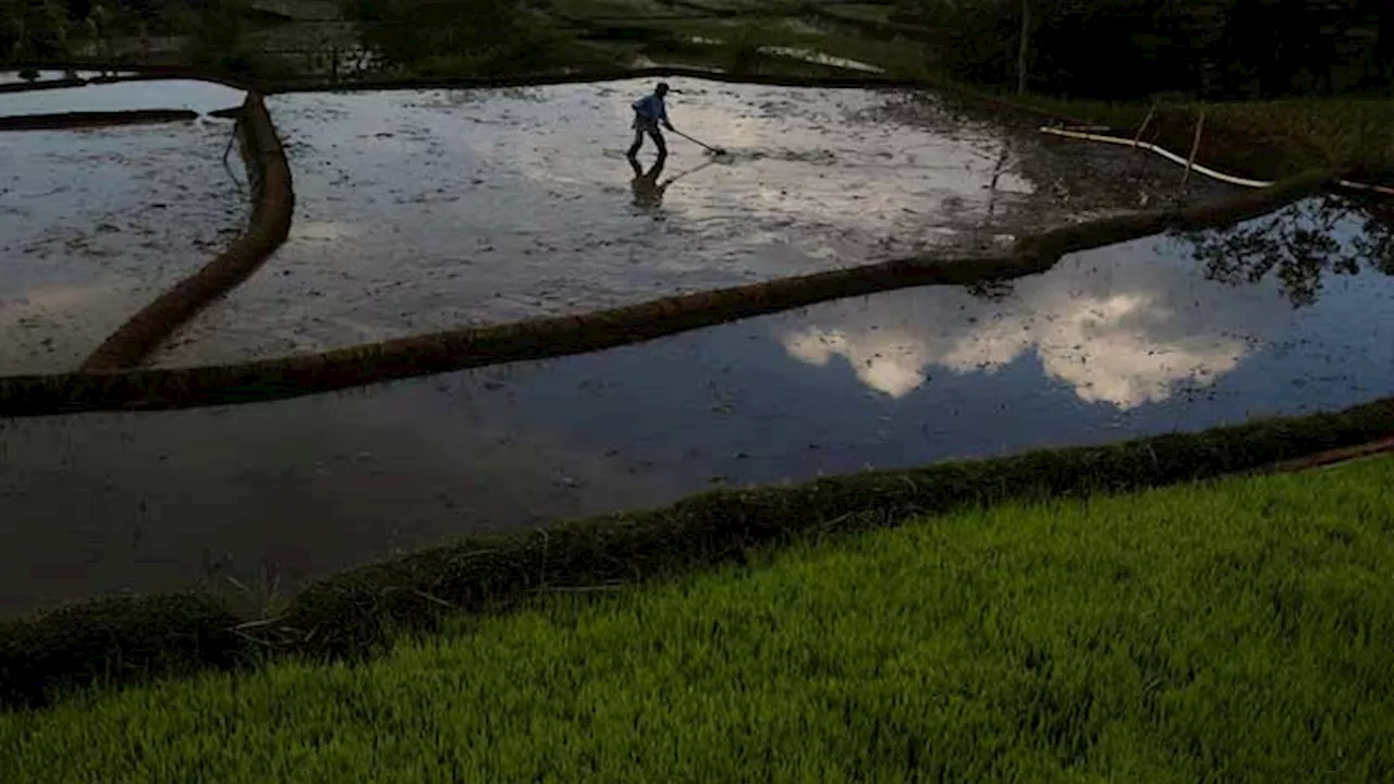 Indonesia predicted to have a normal wet season in 2025, weather agency says