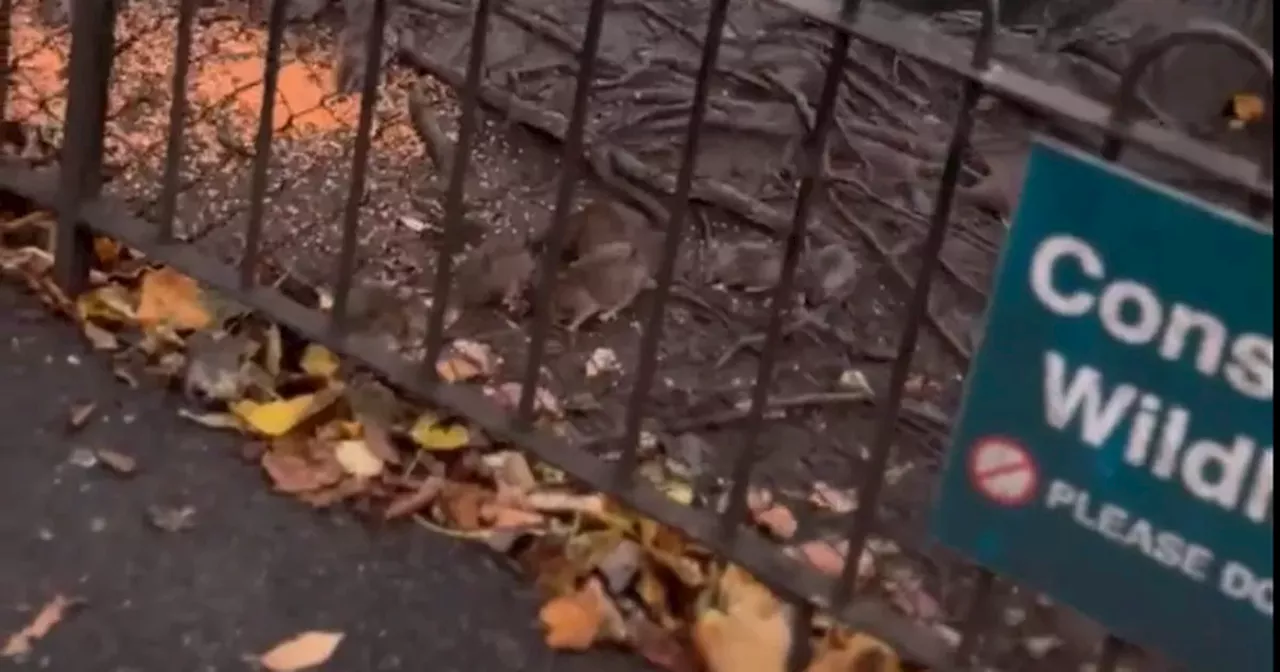 Glasgow's Kelvingrove Park branded 'Ratland' as pests swarm plush neighbourhood