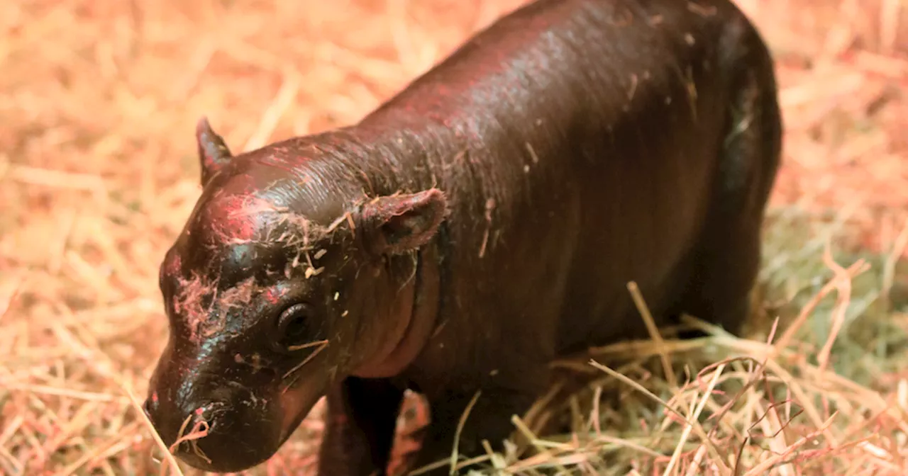 Meet 'Scotland's Moo Deng' Haggis as adorable pygmy hippo born at Edinburgh Zoo