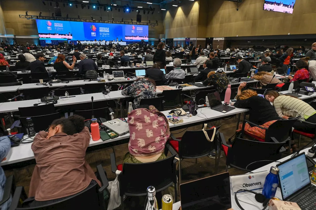 Public funding for nature conservation stalls at COP16, eyes on private investment