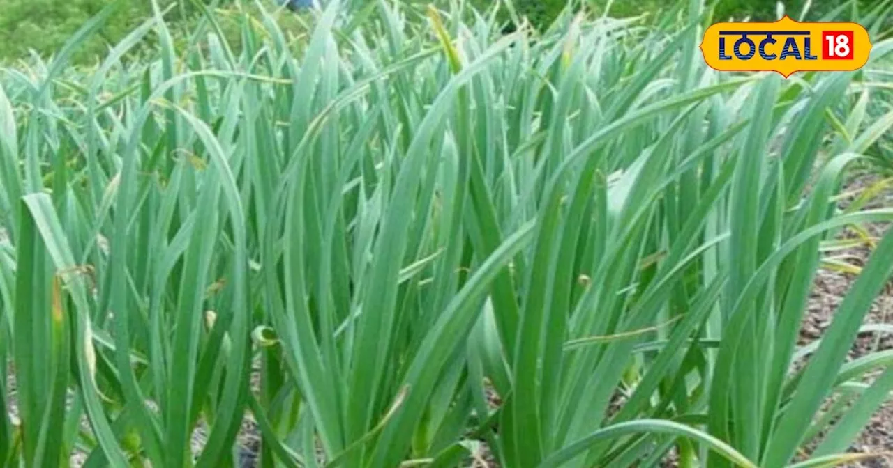 Garlic Farming Tips: इस फसल की करें खेती, कुछ ही दिनों में हो जाएंगे लखपति, सरकार भी देगी अनुदान